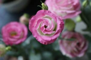 Eustoma różowa