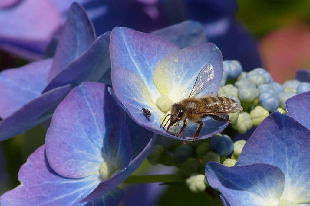 niebieska hortensja pszczoła