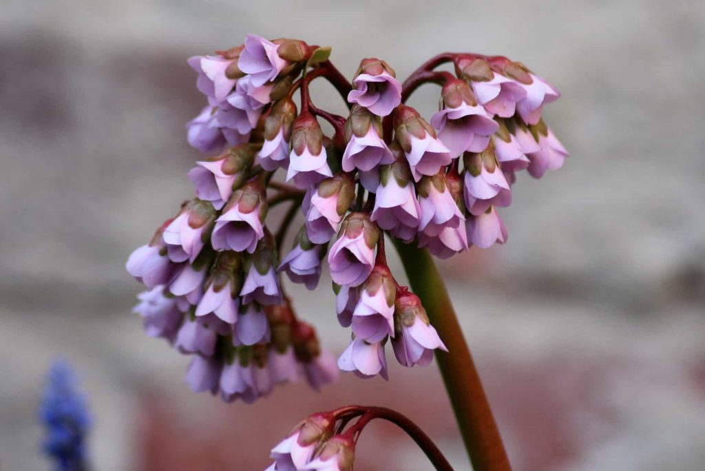 bergenia