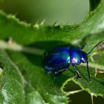 beetle, mint beetle, insect-4401814.jpg