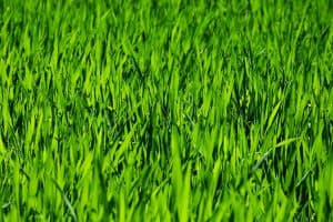 grass, field, meadow-3336700.jpg