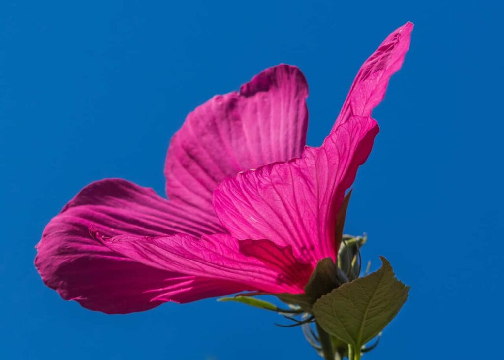 hibiskus różowy