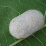 silkworm, cocoon, insect-2766232.jpg