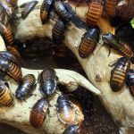 cockroaches, bugs, insect-2804366.jpg