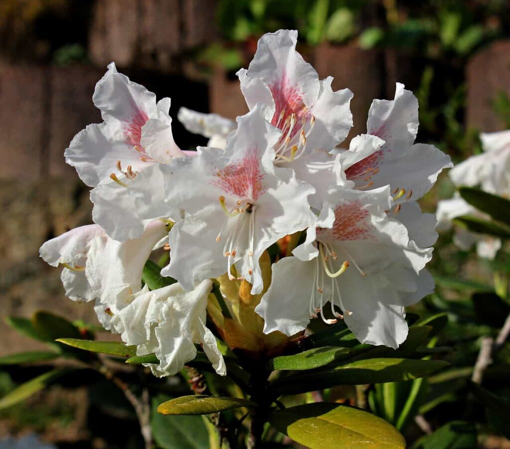 rhododendron biały