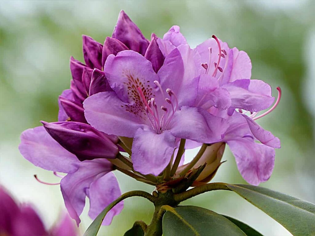 rhododendron fioletowy