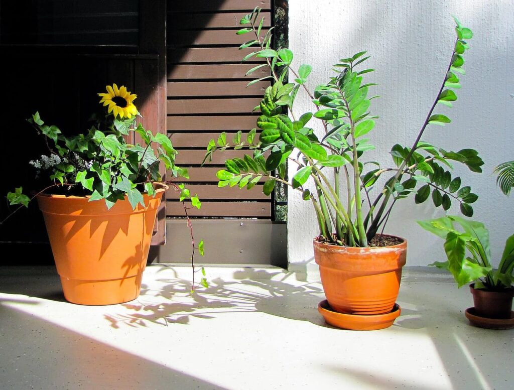 plants, balcony plants, plants on the balcony-170253.jpg