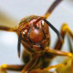 insect, wasp, nature-5006917.jpg