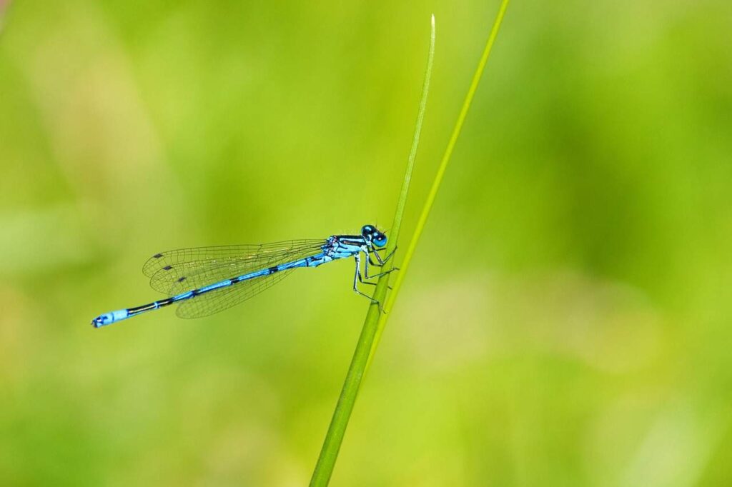 insect, damselfly, nature-76964.jpg