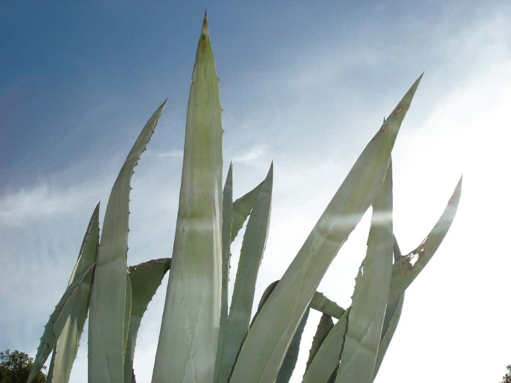 Aloes