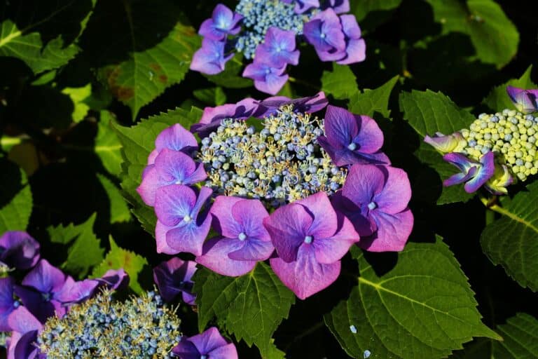 hydrangeas, flowers, purple hydrangeas-3523579.jpg