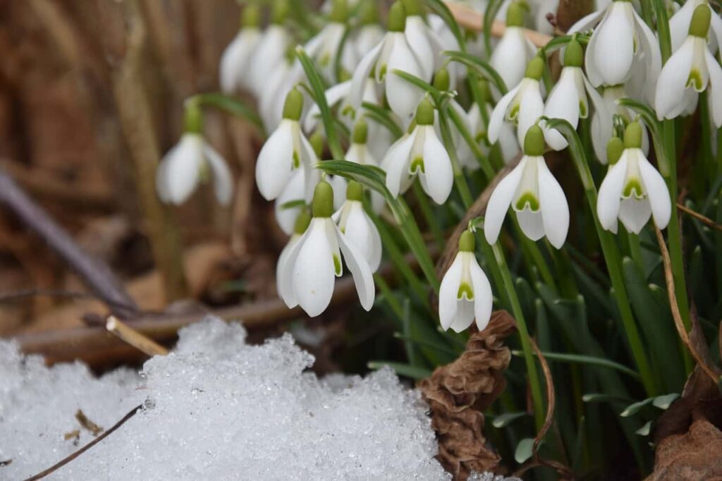 snowdrop, spring, signs of spring-2136964.jpg