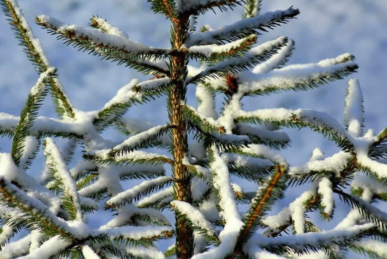 winter, christmas tree, iglak-3914681.jpg