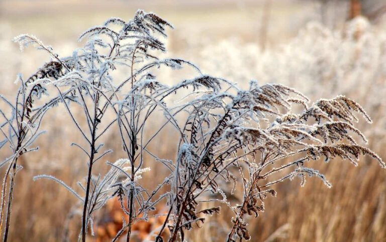 frost, grass, winter-3988071.jpg