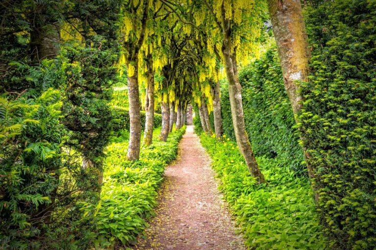 garden, path, laburnum-2406409.jpg