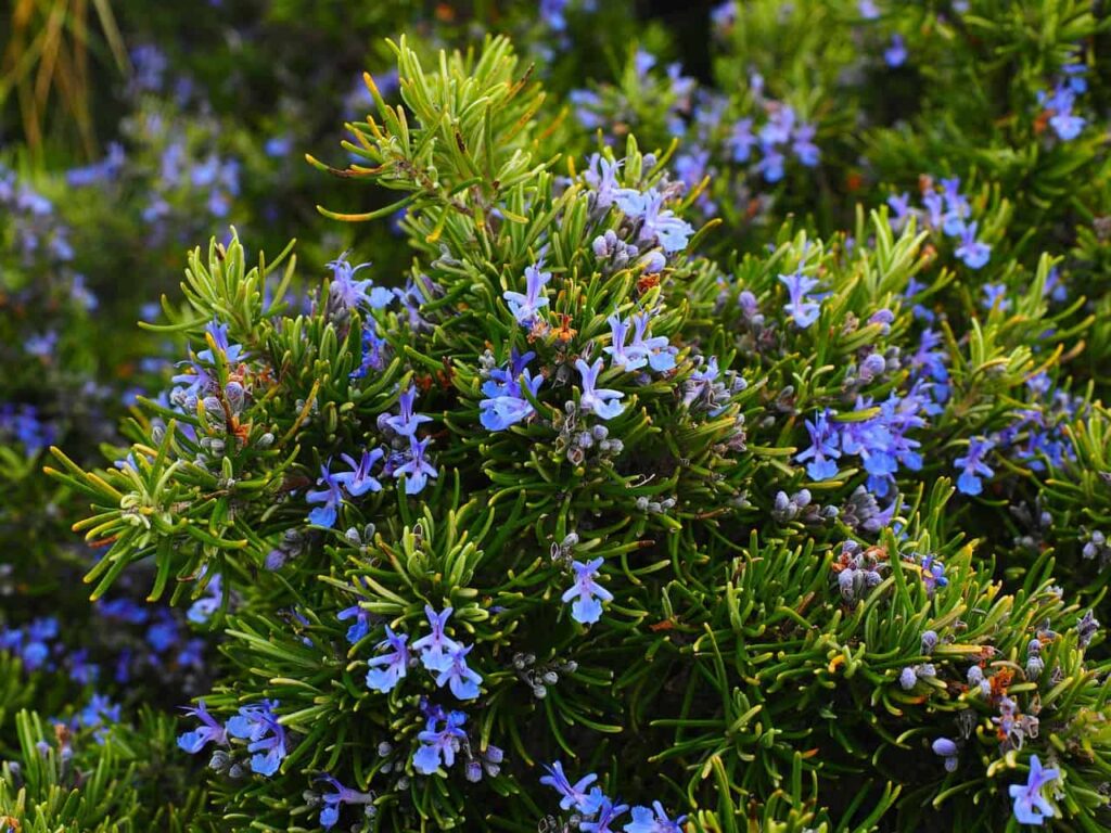 rosemary, blossoms, blue-1090419.jpg