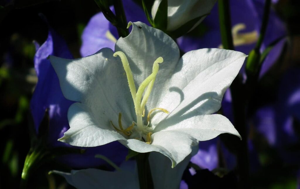 flower, rozwar, white-3440443.jpg