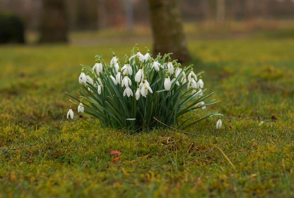 snowdrop, spring, flower-1272457.jpg