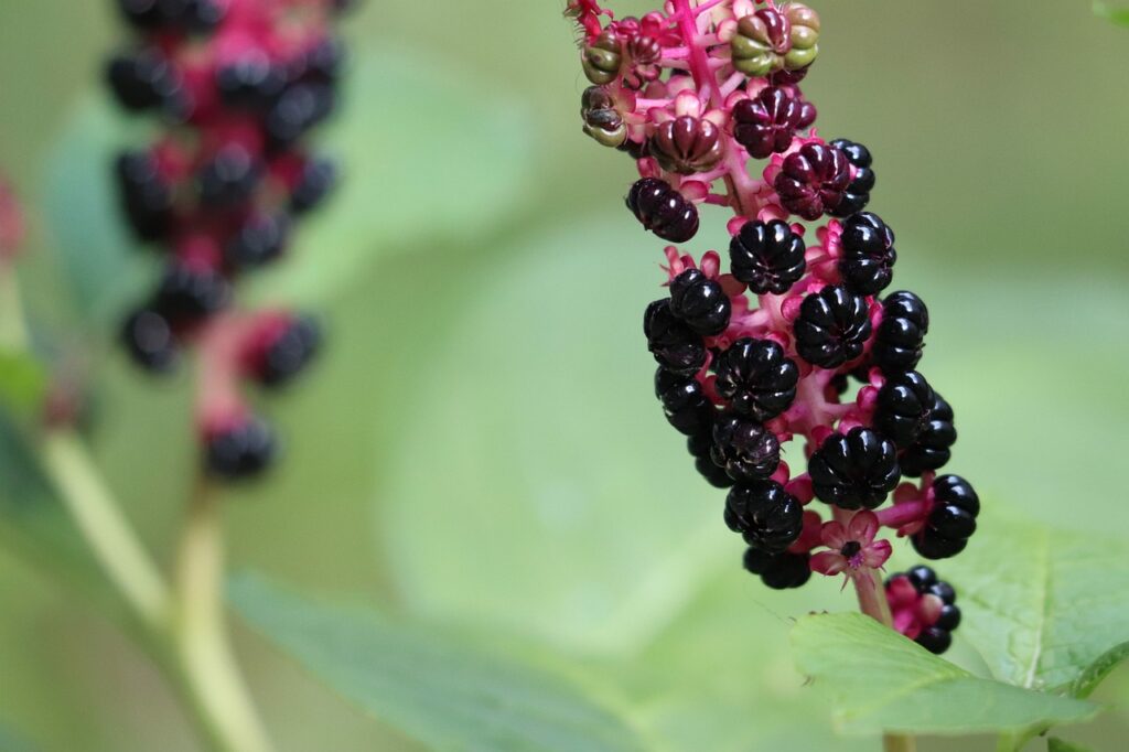 phytolacca decandra, american pokeweed, phytolacca americana-4397212.jpg