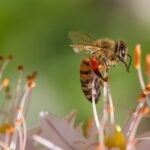 Dlaczego pszczoły umierają