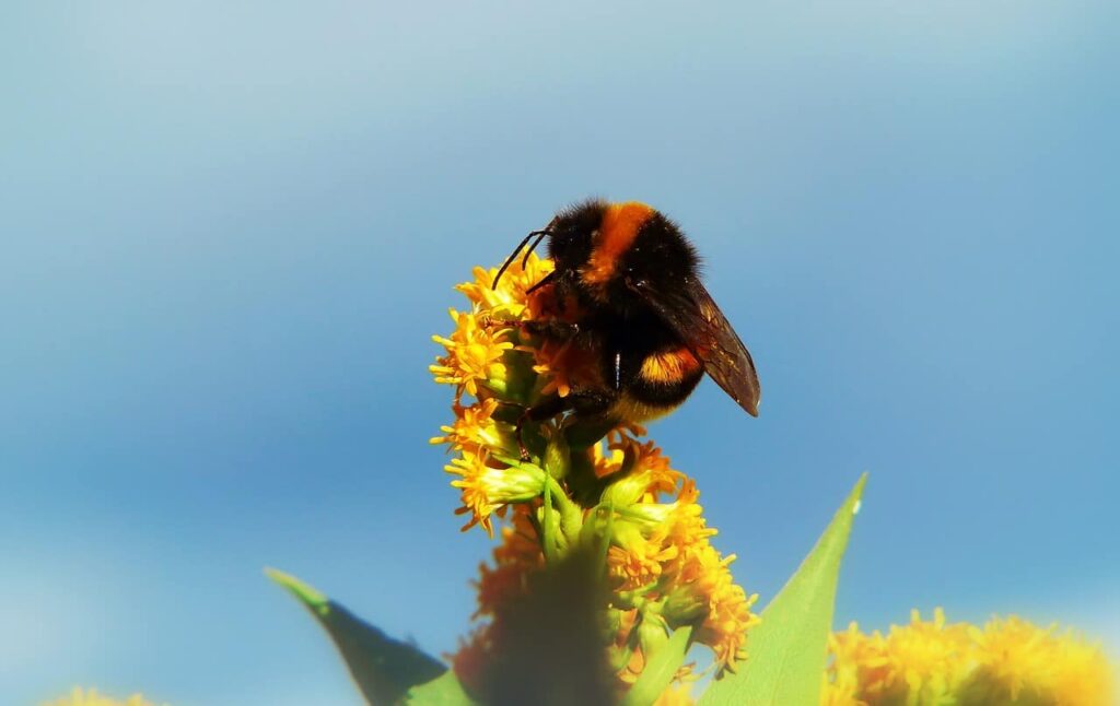 bumblebee gas, insect, pszczołowate-3724748.jpg