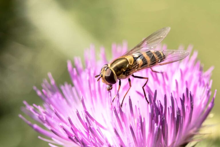 large campestris, syrphus ribesii, insect-2470778.jpg