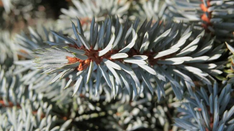 spruce, macro, nature-1669985.jpg