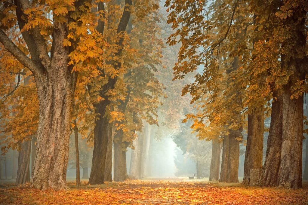 path, trees, autumn-4591121.jpg