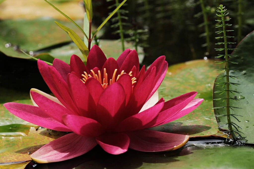 water lily, flower, pond-3478924.jpg