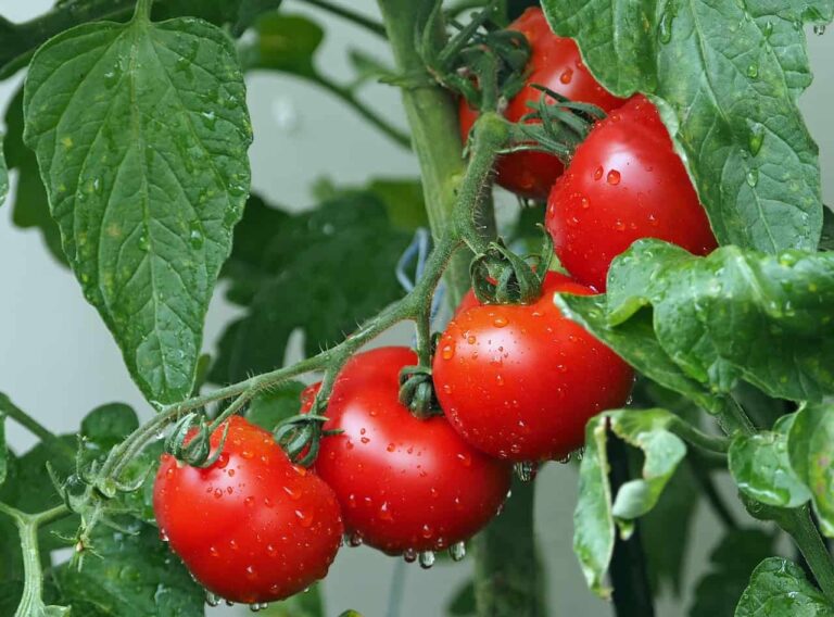 tomatoes, vines, water droplets-1561565.jpg