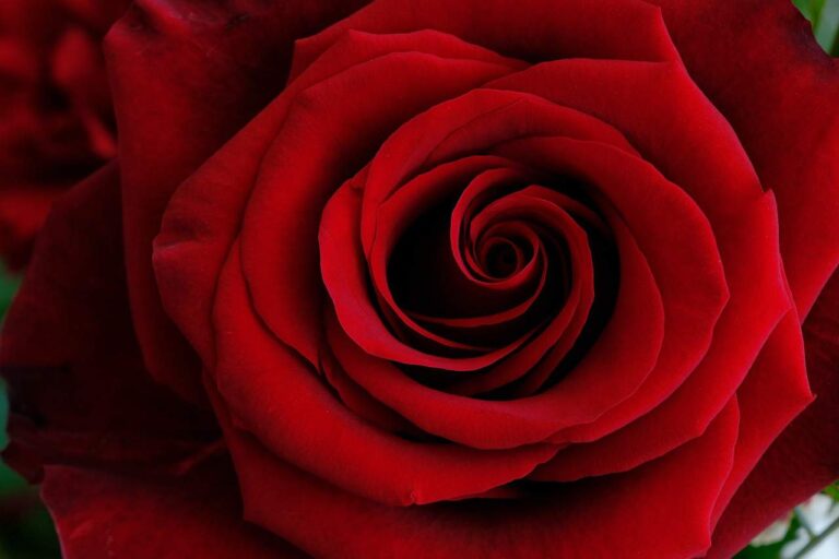 rose, flower, red-6954137.jpg