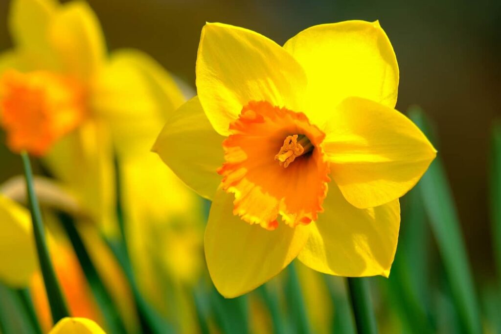daffodil, flower, spring-4111577.jpg