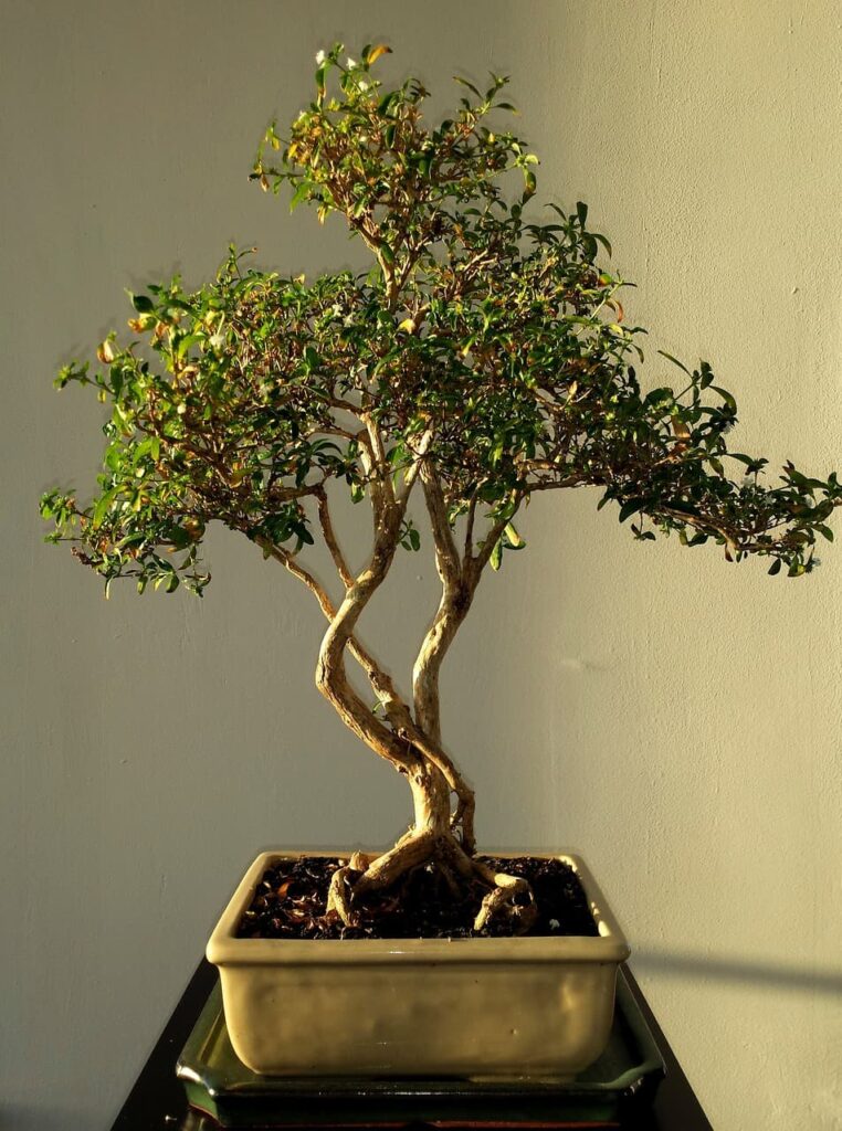 bonsai, leafs, green-514906.jpg