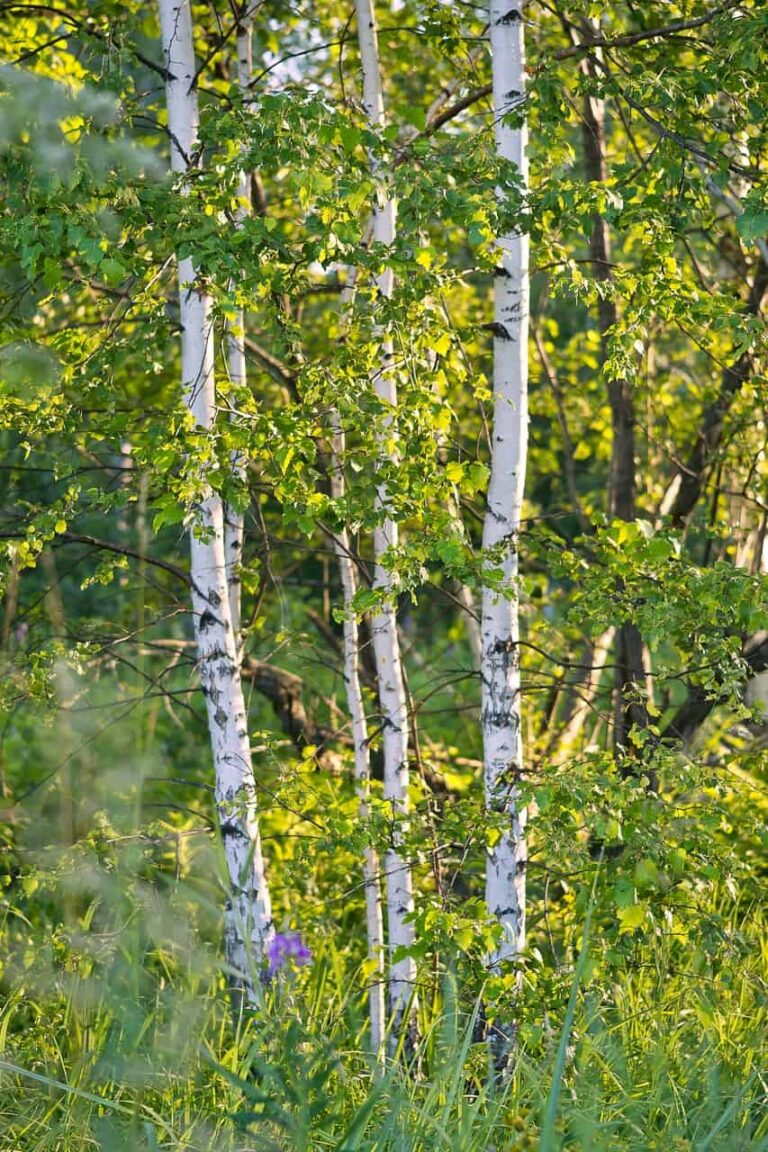 birch, summer, white-2866528.jpg