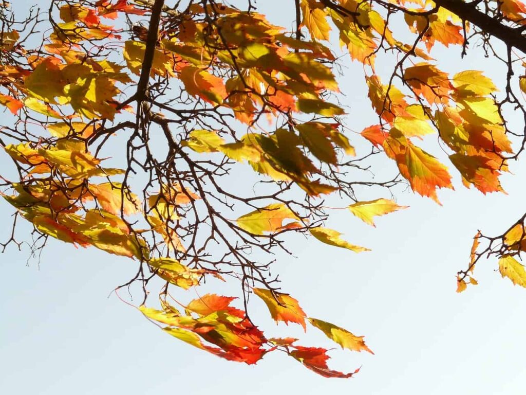 norway maple, acer platanoides, pointed-leaved maple-10490.jpg