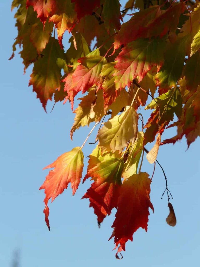 norway maple, acer platanoides, pointed-leaved maple-10937.jpg