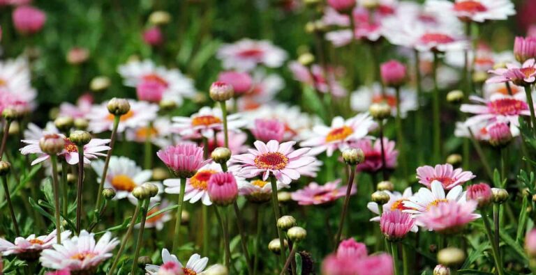 marguerite, flowers, field-1507550.jpg