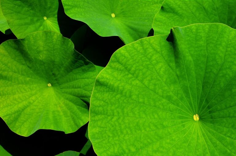 giant leaf, lotus, lotus leaf-1556769.jpg