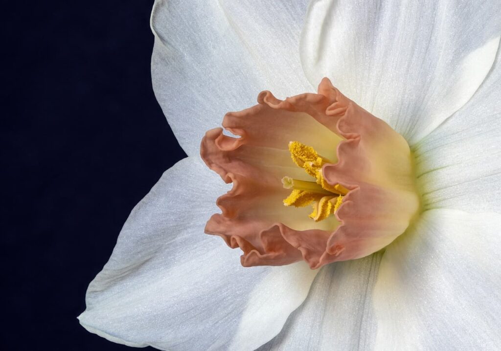 narcissus, flower, daffodil-4967729.jpg
