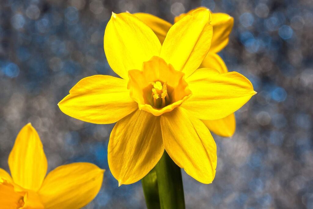 spring, daffodil, narcissus-3952265.jpg