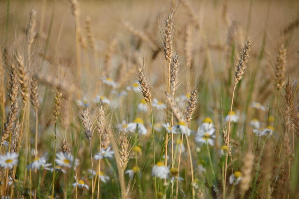 wheat, rye, nature-879217.jpg