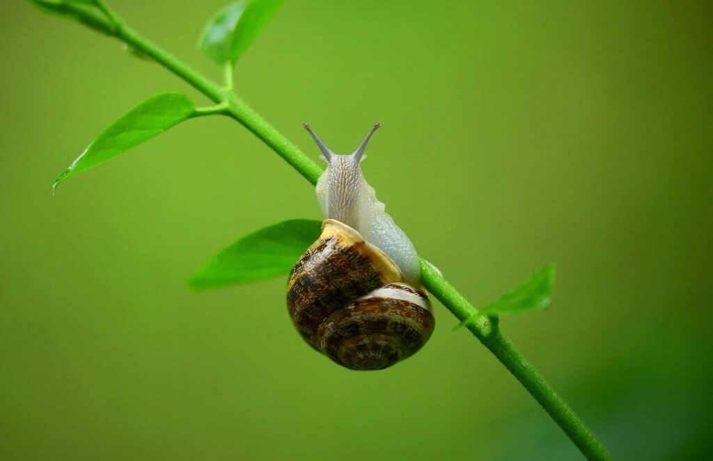 animal, snail, mollusk-1836482.jpg