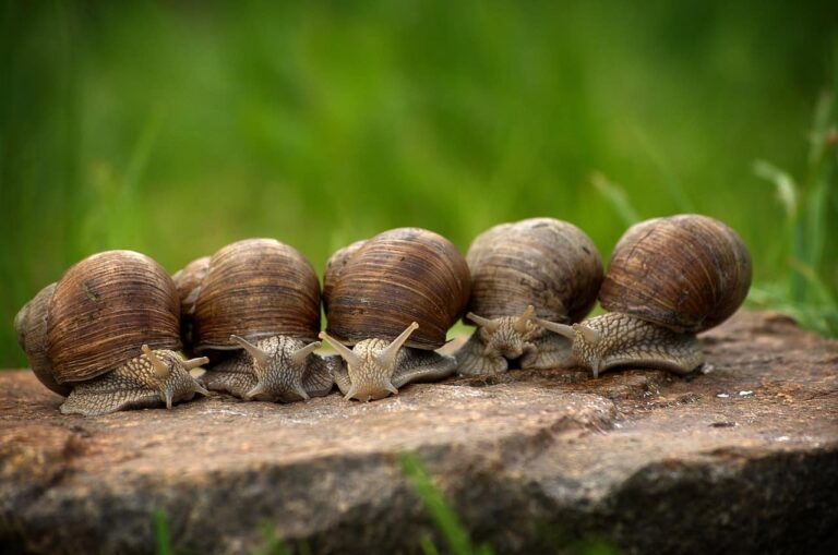 snails, shells, animals-2983235.jpg