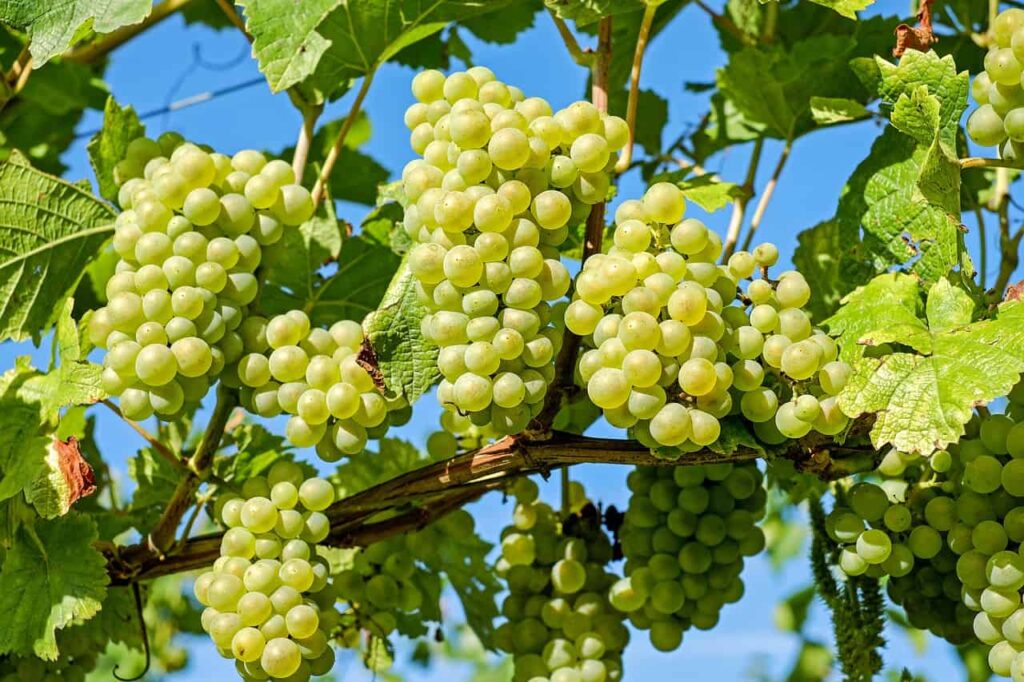 grapes, vines, grapevine-2656259.jpg