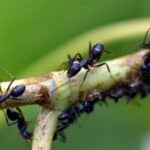 Zachowanie i ekologia mrówek