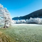 Ochrona drzew i krzewów przed zimowymi szkodnikami