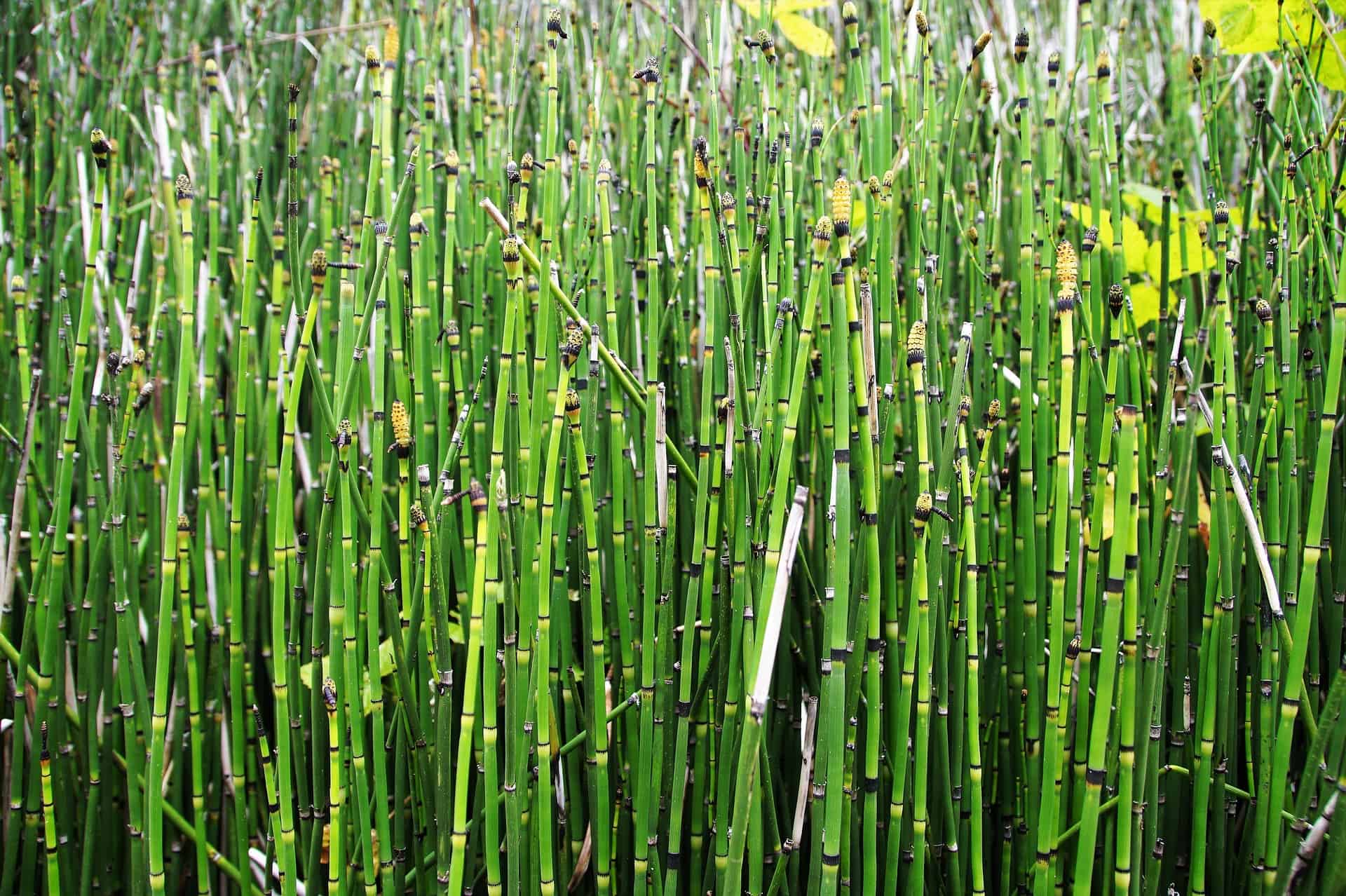 Hallow Reed Plant Skrzyp zimowy - Opis - twojwlasnyogrod.pl
