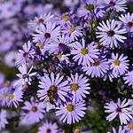 Aster gawędka – Opis