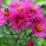 Aster nowoangielski – Opis