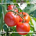 Pomidor Marglobe – Opis